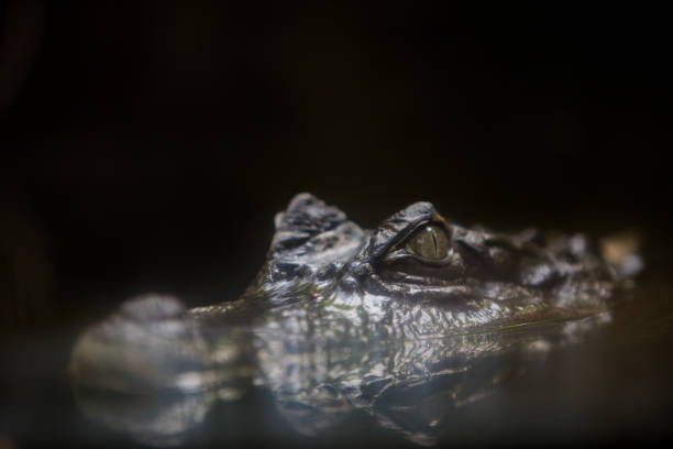 caiman - fotografia de stock