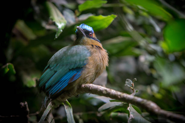 blue bird - fotografia de stock