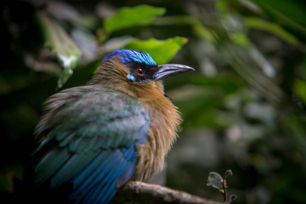 blue bird - fotografia de stock