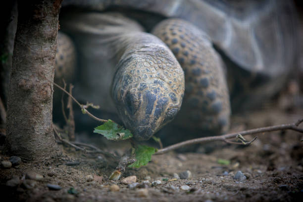 giant turtle - fotografia de stock