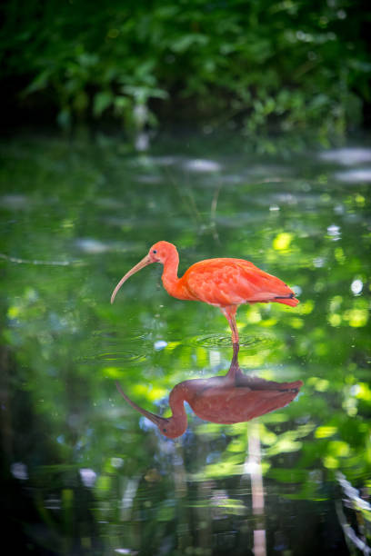 orange bird - fotografia de stock