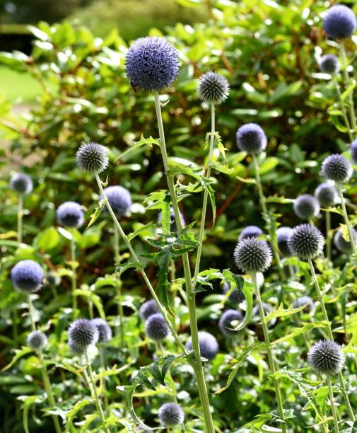 istock A cluster of the globe thistles. 1264326379