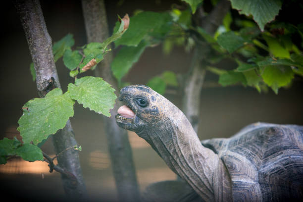 giant turtle - fotografia de stock