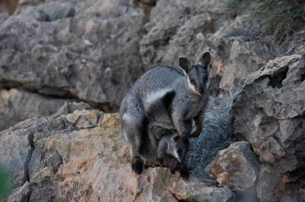 Black footed rock wallaby at Yardie Creek Gorge Horizontal image. Also known as the black-footed rock-wallaby. Yardie Creek, Western Australia. July 2020. cape range national park photos stock pictures, royalty-free photos & images