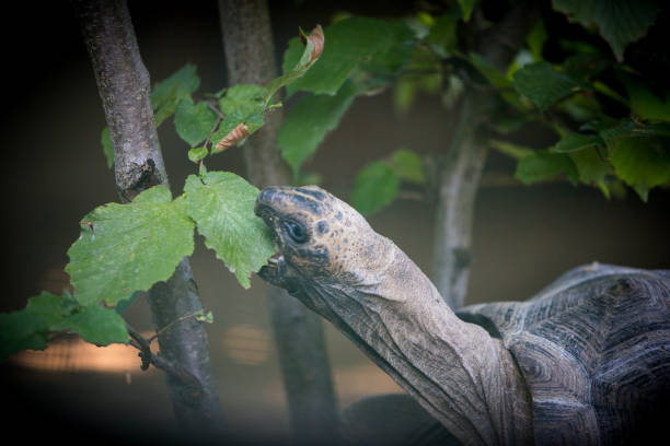 giant turtle - fotografia de stock