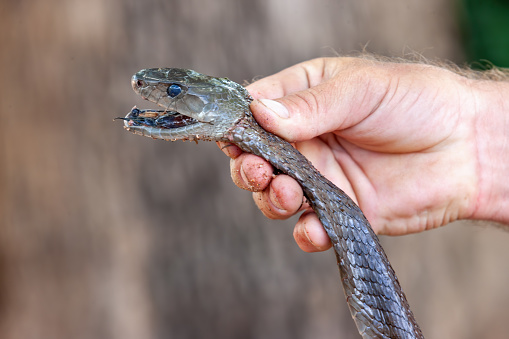 caucasian man catching a black mamba snake to extract the venom