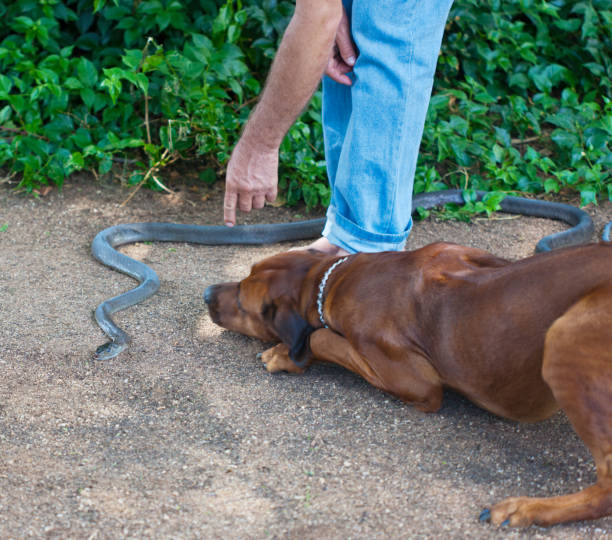 caucasian man with his hunting dog caucasian man with his hunting dog catching a black mamba snake to extract the venom broad catch stock pictures, royalty-free photos & images