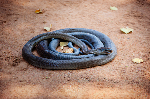 close up of a curled  black mamba