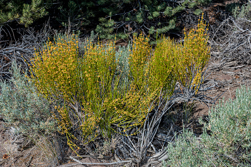 Ephedra viridis, known by the common names green Mormon tea, green ephedra, and Indian tea. It is indigenous to the Western United States. Bodie Hills; Toiyabe National Forest; Mono County; California; Ephedraceae.