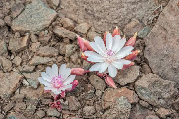 Bitterroot, Lewisia rediviva; It is the state flower of Montana. Bodie Hills; Toiyabe National Forest; Mono County; California;