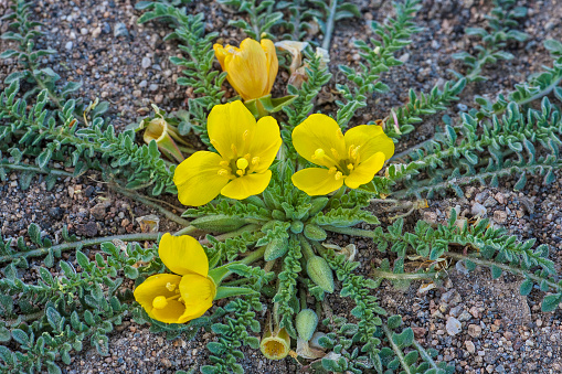 Taraxia tanacetifolia is a species of evening primrose known by the common name tansyleaf evening primrose. Bodie Hills; Toiyabe National Forest; Mono County; California;