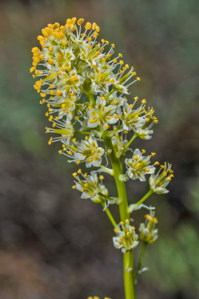 Toxicoscordion paniculatum (syn. Zigadenus paniculatus) is a species of flowering plant known by the common names foothill deathcamas and sand-corn. Bodie Hills; Toiyabe National Forest; Mono County; California; toxicoscordion paniculatum (syn. zigadenus paniculatus) es una especie de planta con flores conocida por los nombres comunes deathcamas estribaciones y arena-maíz. colinas de bodie; bosque nacional de toiyabe; condado de mono; california;