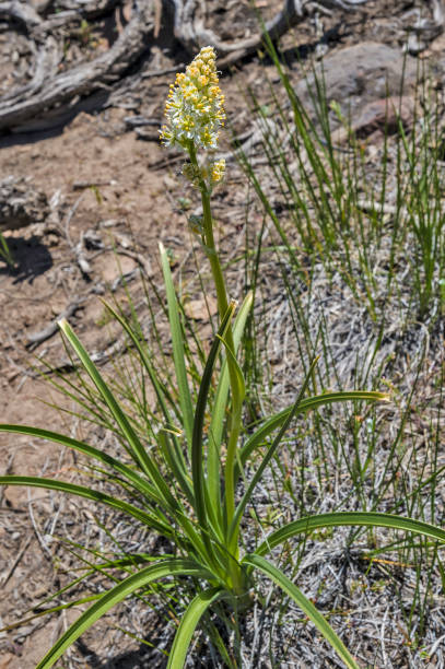 Toxicoscordion paniculatum (syn. Zigadenus paniculatus) is a species of flowering plant known by the common names foothill deathcamas and sand-corn. Bodie Hills; Toiyabe National Forest; Mono County; California; toxicoscordion paniculatum (syn. zigadenus paniculatus) es una especie de planta con flores conocida por los nombres comunes deathcamas estribaciones y arena-maíz. colinas de bodie; bosque nacional de toiyabe; condado de mono; california;