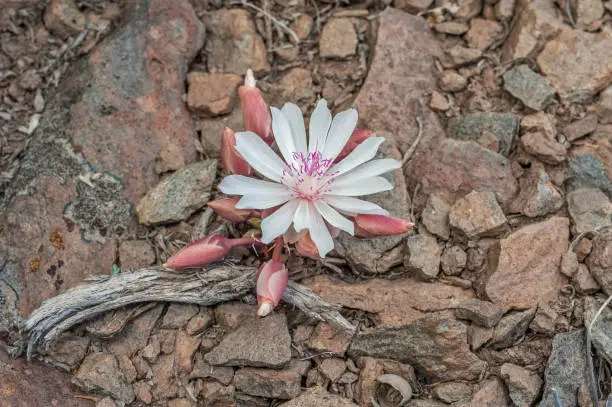 Bitterroot, Lewisia rediviva; It is the state flower of Montana. Bodie Hills; Toiyabe National Forest; Mono County; California;