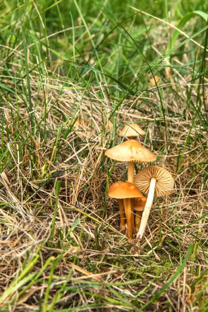 Edible mushroom (Marasmius oreades) in the meadow.  Scotch bonnet. Fairy ring mushroom. Collecting mushrooms. Edible mushroom (Marasmius oreades) in the meadow.  Scotch bonnet. Fairy ring mushroom. Collecting mushrooms. marasmius oreades mushrooms stock pictures, royalty-free photos & images