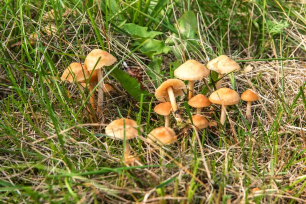 Edible mushroom (Marasmius oreades) in the meadow.  Scotch bonnet. Fairy ring mushroom. Collecting mushrooms. Edible mushroom (Marasmius oreades) in the meadow.  Scotch bonnet. Fairy ring mushroom. Collecting mushrooms. marasmius oreades mushrooms stock pictures, royalty-free photos & images