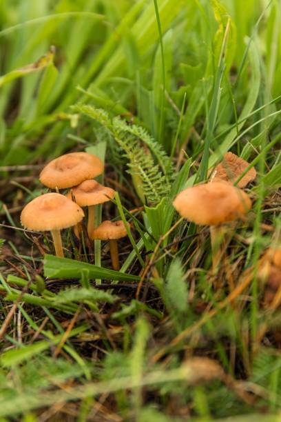 Edible mushroom (Marasmius oreades) in the meadow.  Scotch bonnet. Fairy ring mushroom. Collecting mushrooms. Edible mushroom (Marasmius oreades) in the meadow.  Scotch bonnet. Fairy ring mushroom. Collecting mushrooms. marasmius oreades mushrooms stock pictures, royalty-free photos & images