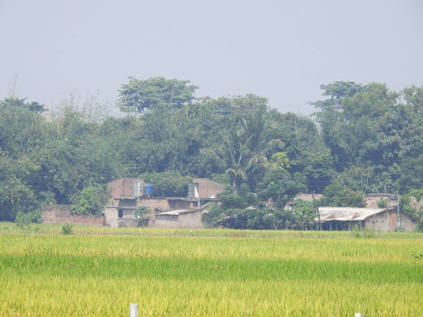 istock bengal village green paddy field brick hut 1264331207