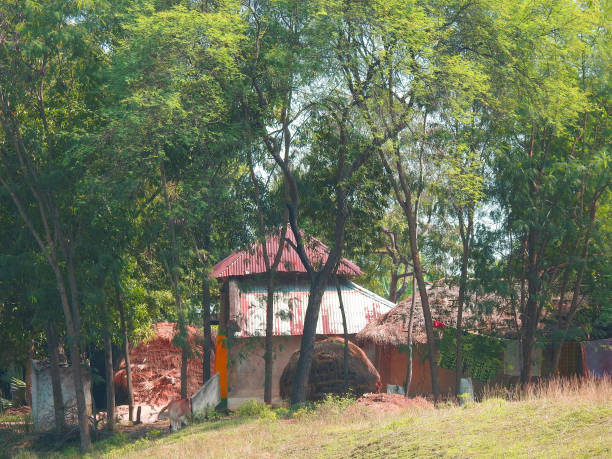 istock bengal village green paddy field brick hut 1264331234