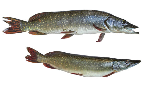 istock Two pike fishes 1264331308