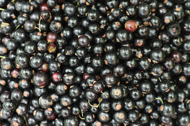 istock Black currant background close-up. View from above 1264331315