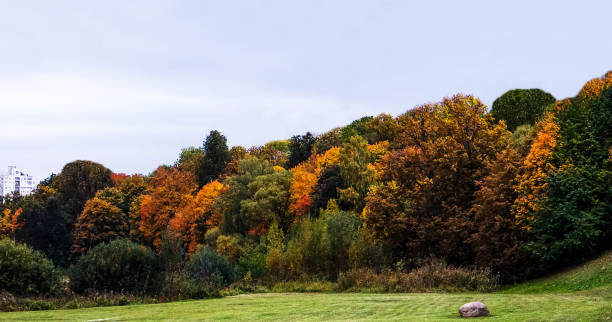 istock autumn beautiful forest with a stone on the edge 1264331856