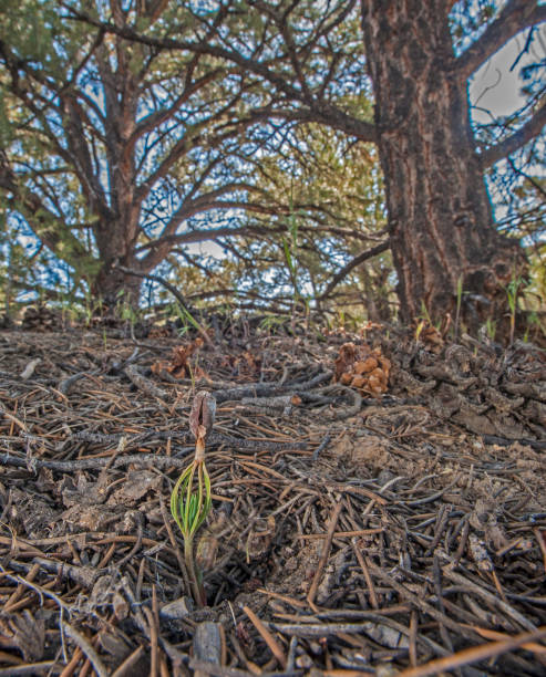 Pine Seedling in Forest with large tree in background