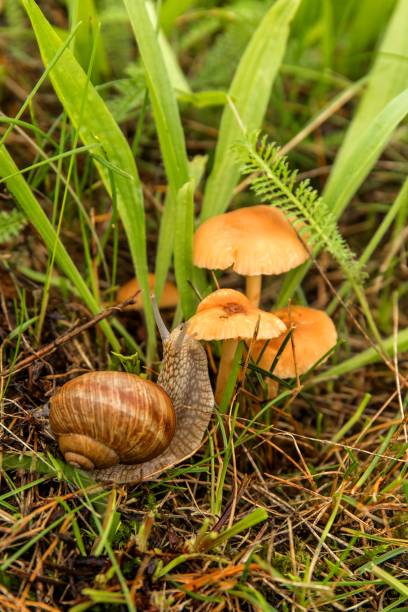 seta comestible (marasmius oreades) en el prado.  sombrero escocés. setas de anillo de hadas. recolectando setas. - vertical meadow mushroom vegetable fotografías e imágenes de stock