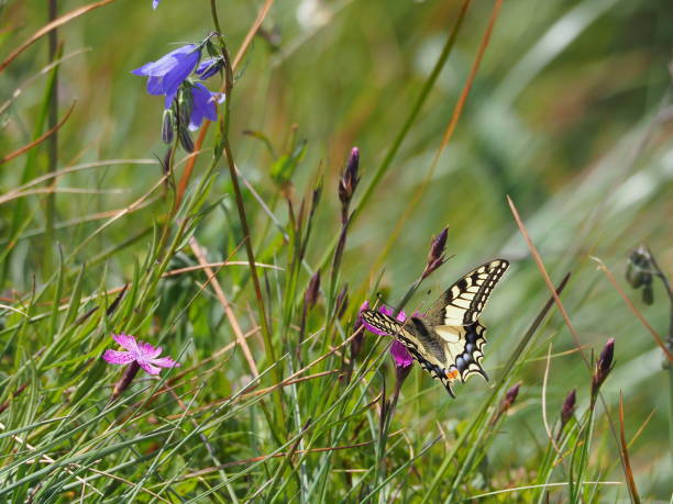 istock swallowtail butterfly (Papilio machaon) in french moutain 1264333048