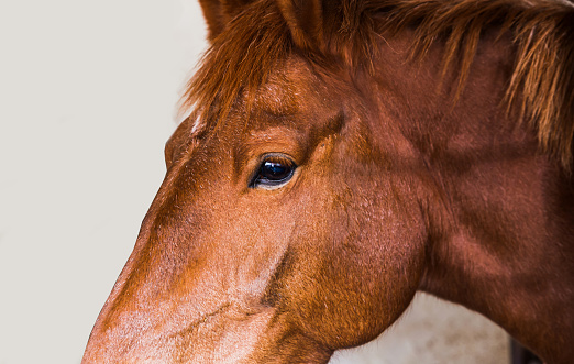 Portrait of young brown horse