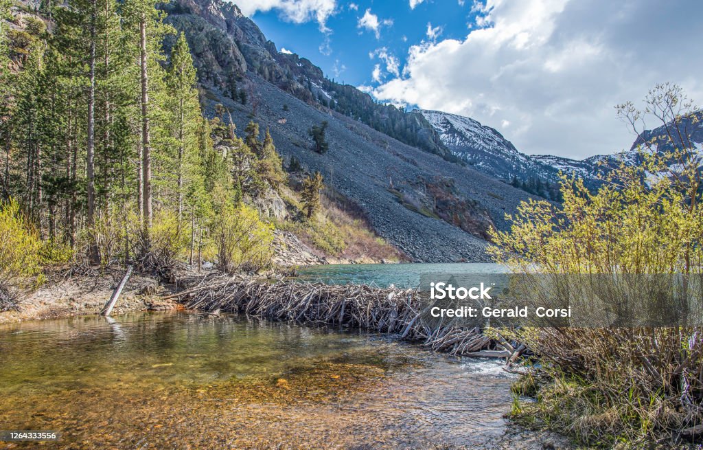 Beaver dam in the Sierra Nevada Mountains. In the Inyo National Forest. Lundy Creek area. Beaver Dam Stock Photo