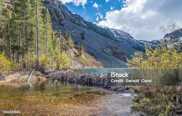 Beaver Dam In The Sierra Nevada Mountains In The Inyo National Forest Lundy Creek Area Stock Photo - Download Image Now
