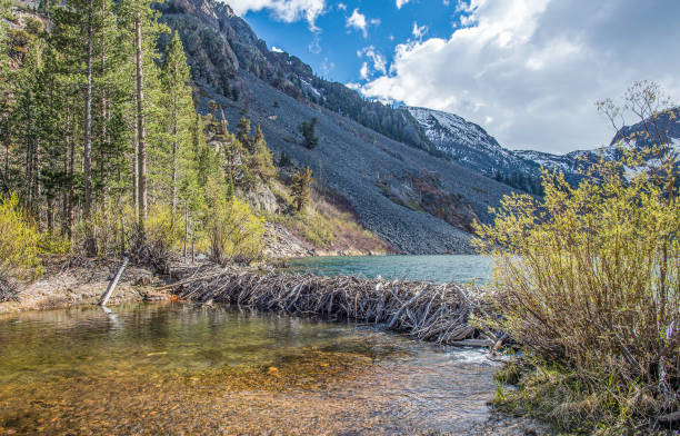 beaver dam in the sierra nevada mountains. in the inyo national forest. lundy creek area. - north american beaver fotos imagens e fotografias de stock