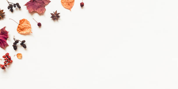 istock Autumn background made of leaves, berries and cones. 1264333601