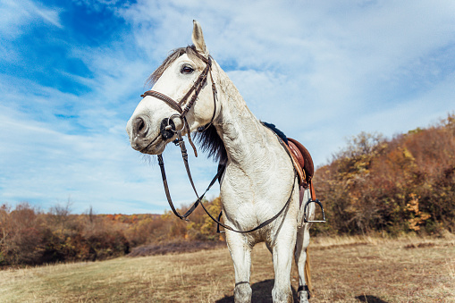 Beautiful young white horse in a meadow