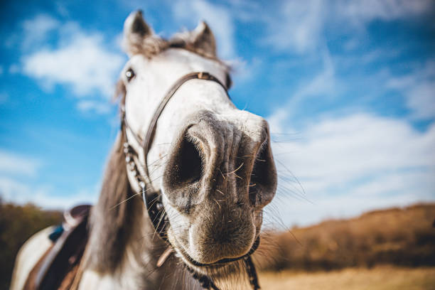 Portrait of beautiful young white horse