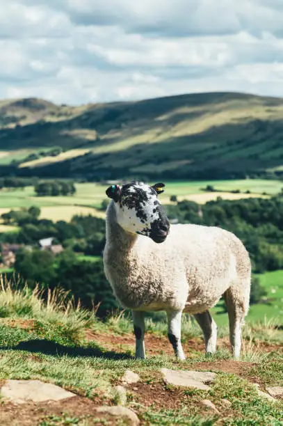 Beautiful sheep closeup with field view on Edale village and Mam Tor at Peak District National Park, England, UK. Staycation concept of traveling local