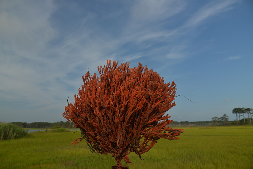 A sample of red algae washed ashore so I held it up to the sky on the eastern shore of maryland in august