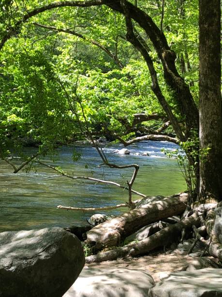 istock River in The Smokey Mountains 1264335377