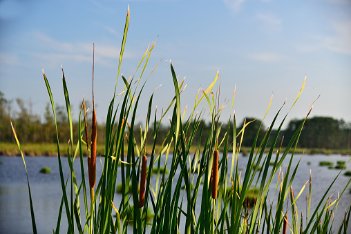 Beautiful tall grass at the edge of the lake bathed in beautiful golden sunlight with reflection in the water.