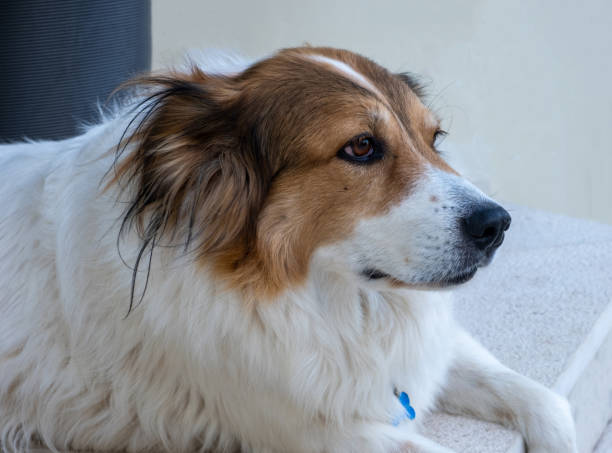 istock Cute female greek shepherd dog closeup view, blur outdoors background 1264335919
