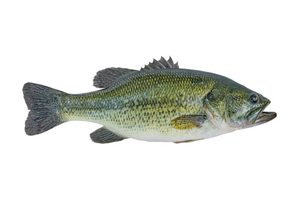 largemouth bass fisch isoliert auf weißem hintergrund - dead animal fotos stock-fotos und bilder