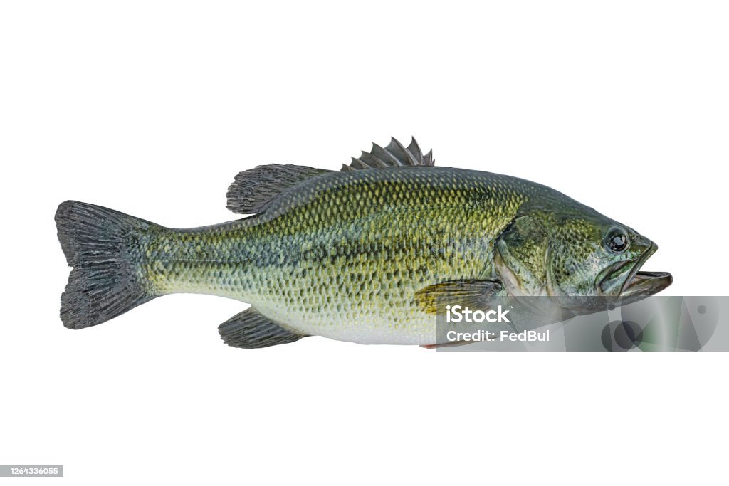 Largemouth bass fish isolated on white background Fish Stock Photo