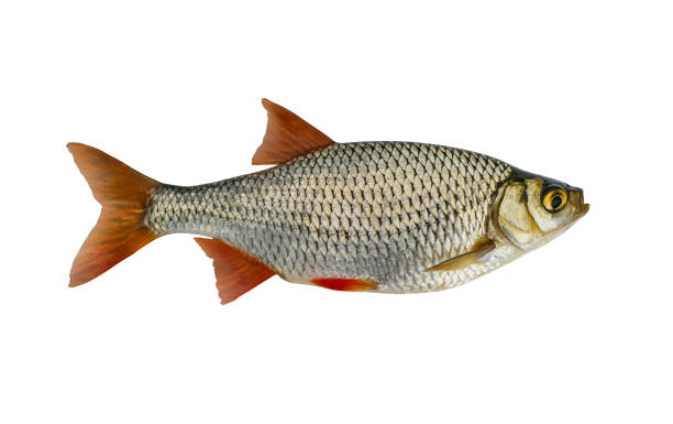Fresh alive Common Rudd redfin fish isolated on white background Fresh alive Common Rudd redfin fish isolated on white background rudd fish stock pictures, royalty-free photos & images