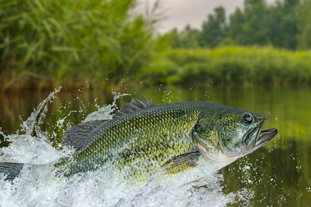 pesca dei bassi. pesce persico trota che salta con schizzi in acqua - largemouth bass foto e immagini stock