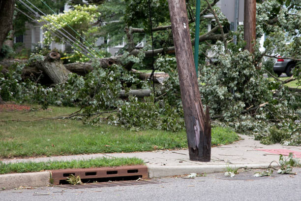 istock Damaged and split telephone pole and downed tree and wires after a storm 1264336702
