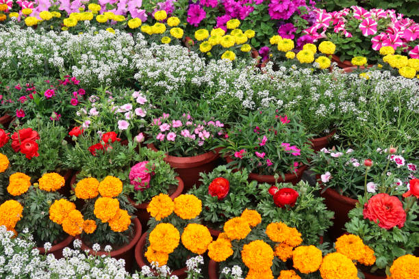 開花植物のベッド、混合毎年恒例の花、ナスチュリウム、ゼラニウム、ヒナギク、パンジー、ペチュニアのクローズアップ画像が夏に成長しています - 一年生植物 ストックフォトと画像