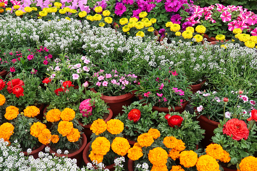 Stock photo of rows of mixed annual flowers in pink, purple, yellow, white and orange colours in summer garden border, colourful annual bedding plants of variety of flower like daisies, pansies and petunias. Flowers in full bloom growing in summer border.