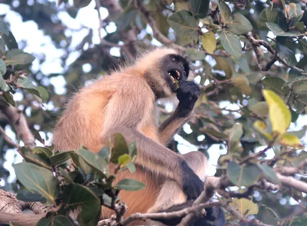 langoor monkey on a tree.