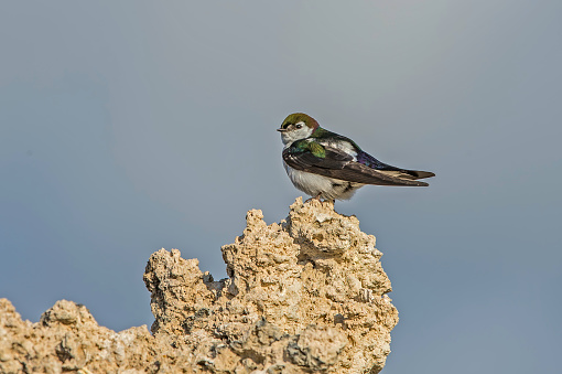 The violet-green swallow (Tachycineta thalassina) is a small North American passerine bird in the swallow family perched on a Tufa Tower. Mono Lake; Mono Lake Tufa State Reserve; Mono Basin National Scenic Area; Mono Basin; Mono Basin National Forest Scenic Area;